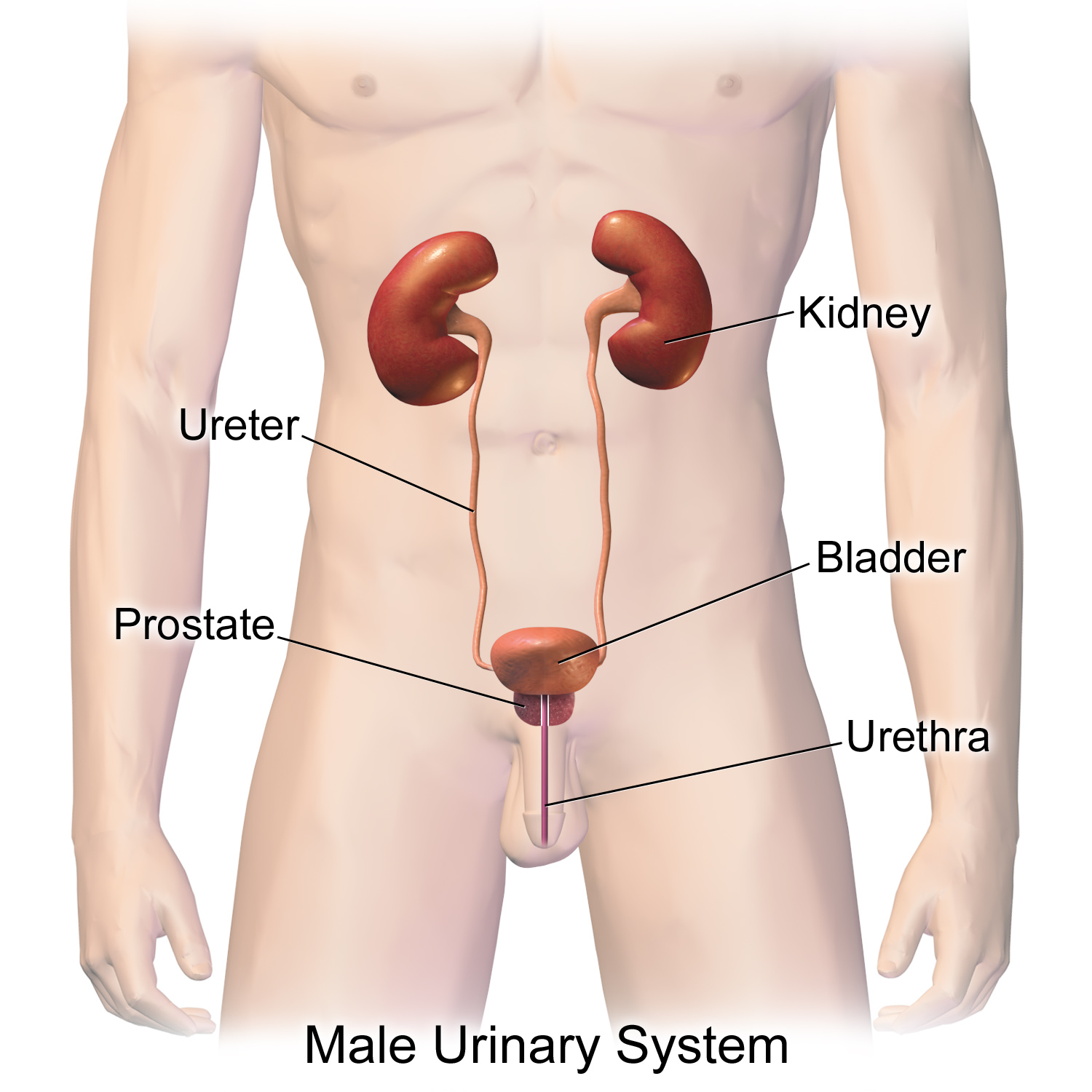 Urinary_System_(Male)